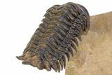 Flying Crotalocephalina Trilobite - Lghaft, Morocco #301943-6